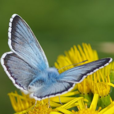 Picture of Chalkhill Blue - Lysandra coridon
