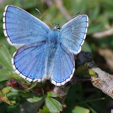 Picture of Adonis Blue - Lysandra bellargus