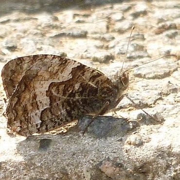 Picture of Grayling - Hipparchia semele