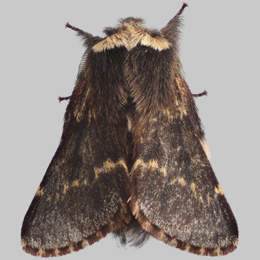 Picture of December Moth - Poecilocampa Popul*