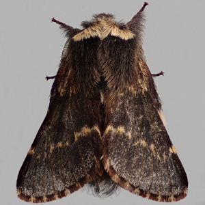 Image of December Moth - Poecilocampa Popul*
