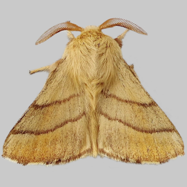 Picture of Lackey - Malacosoma neustria (Male)*