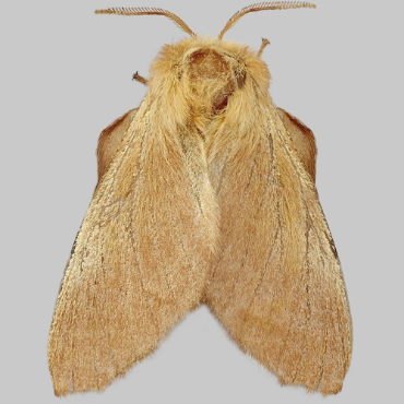 Picture of Lackey - Malacosoma neustria (Female)*