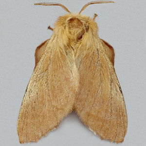 Image of Lackey - Malacosoma neustria (Female)*