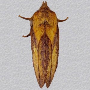Image of Drinker - Euthrix potatoria (Male)