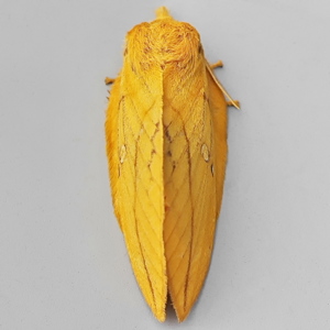 Image of Drinker - Euthrix potatoria (Female)