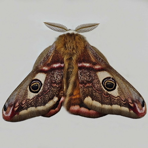 Image of Emperor Moth - Saturnia pavonia (Male)*