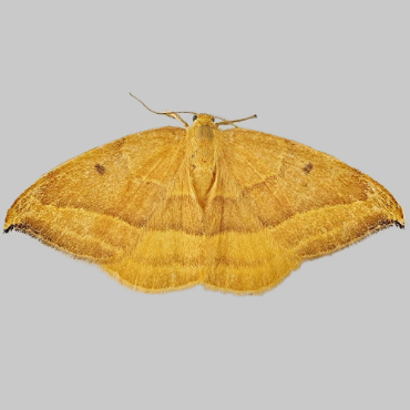Picture of Barred Hook-tip - Watsonalla cultraria*