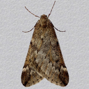 Image of March Moth - Alsophila aescularia
