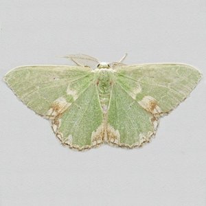 Image of Blotched Emerald - Comibaena bajularia