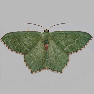 Image of Common Emerald - Hemithea aestivaria