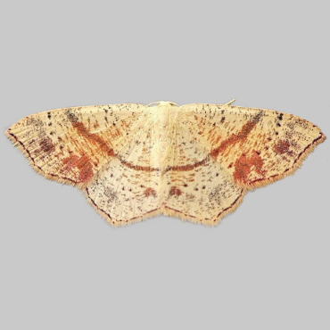 Picture of Maiden's Blush - Cyclophora punctaria