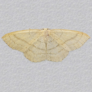 Image of Clay Triple-lines - Cyclophora linearia*
