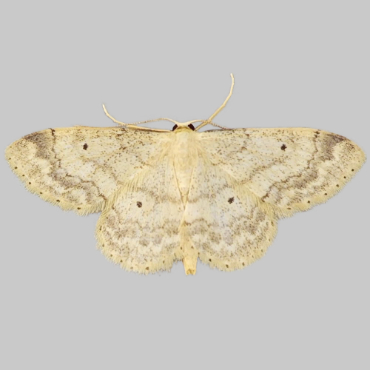 Picture of Small Fan-footed Wave - Idaea biselata