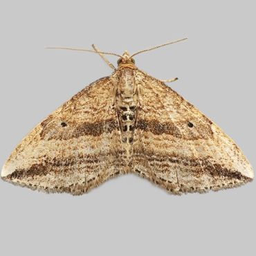 Picture of Oblique Carpet - Orthonama vittata