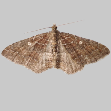 Picture of Gem - Nycterosea obstipata (Female)