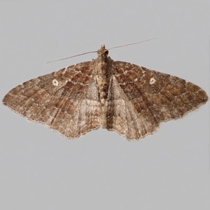 Image of Gem - Nycterosea obstipata (Female)