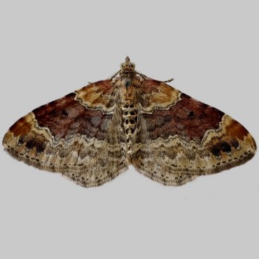 Picture of Red Twin-spot Carpet - Xanthorhoe spadicearia