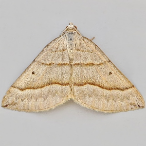 Image of July Belle - Scotopteryx luridata