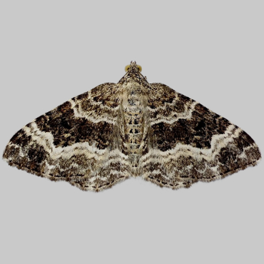 Picture of Common Carpet - Epirrhoe alternata