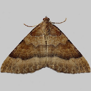 Image of Mallow - Larentia clavaria
