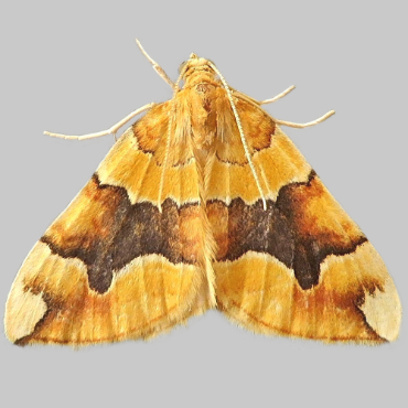 Picture of Barred Yellow - Cidaria fulvata
