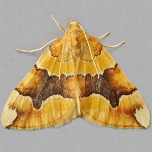 Image of Barred Yellow - Cidaria fulvata
