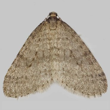 Picture of November Moth agg. - Epirrita dilutata agg.