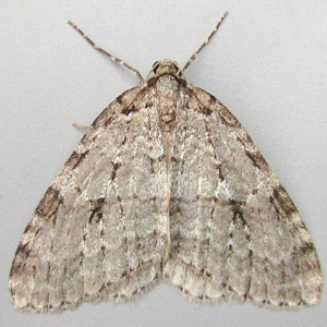 Image of Autumnal Moth - Epirrita autumnata