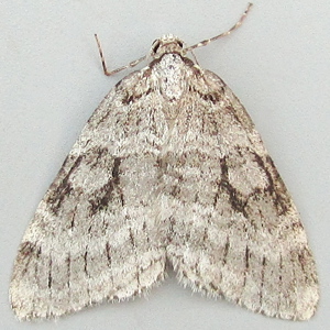 Image of Small Autumnal Moth - Epirrita filigrammaria