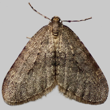 Picture of Winter Moth - Operophtera brumata*