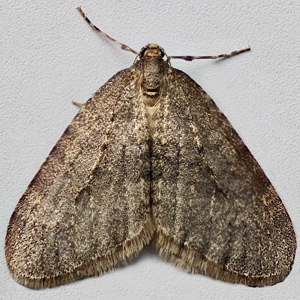 Image of Winter Moth - Operophtera brumata*