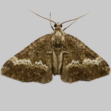 Picture of Rivulet - Perizoma affinitata