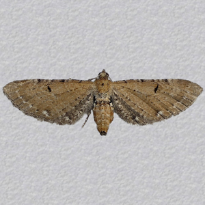 Image of Wormwood Pug - Eupithecia absinthiata*