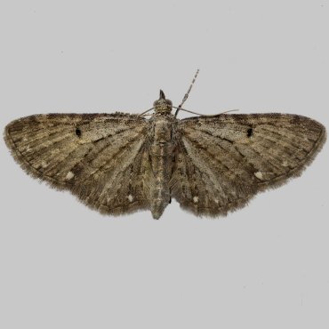 Picture of White-spotted Pug - Eupithecia tripunctaria
