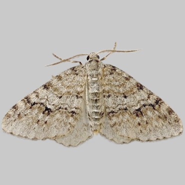 Picture of Welsh Wave - Venusia cambrica