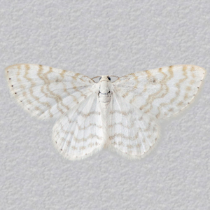 Image of Small White Wave - Asthena albulata