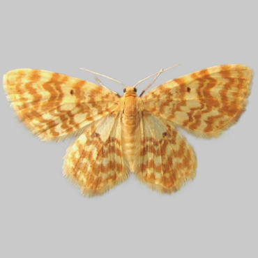 Picture of Small Yellow Wave - Hydrelia flammeolaria