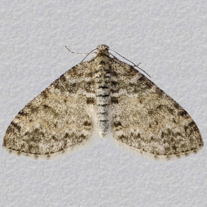 Image of Seraphim - Lobophora halterata*