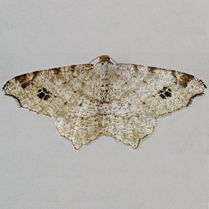 Image of Peacock Moth - Macaria notata*