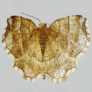 Image of Little Thorn - Cepphis advenaria