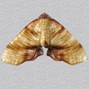 Image of Scorched Wing - Plagodis dolabraria