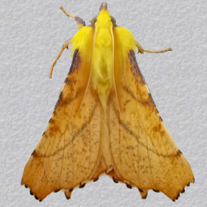 Image of Canary-shouldered Thorn - Ennomos alniaria