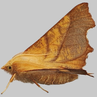 Picture of Dusky Thorn - Ennomos fuscantaria