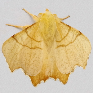 Image of September Thorn - Ennomos erosaria*