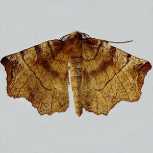 Image of Early Thorn - Selenia dentaria (1st Generation)