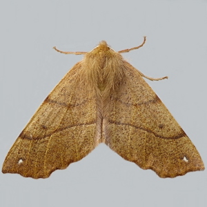 Image of Feathered Thorn - Colotois pennaria