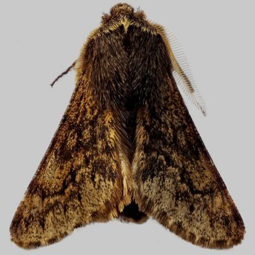 Picture of Small Brindled Beauty - Apocheima hispidaria*