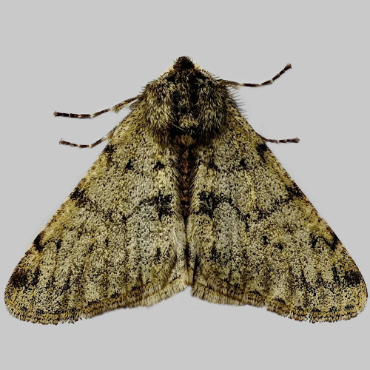 Picture of Pale Brindled Beauty - Phigalia pilosaria