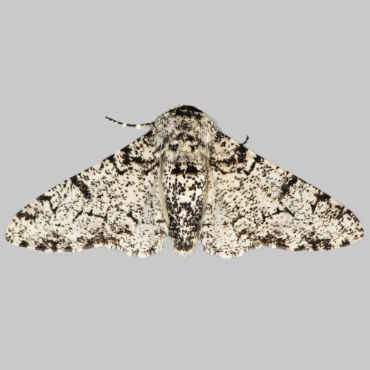 Picture of Peppered Moth - Biston betularia